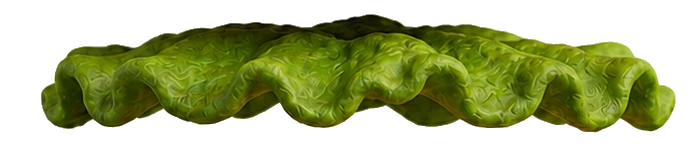 Burger Layer Lettuce